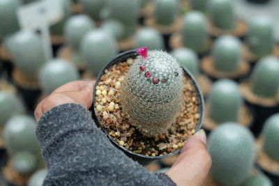 Cropped hand holding cactus