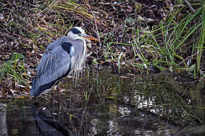 High angle view of gray heron perching on lake