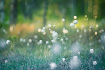 Close-up of flowering plants on field