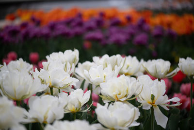 Close-up of white flowering plants