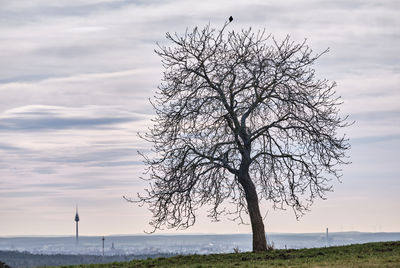 Bare tree by sea against sky