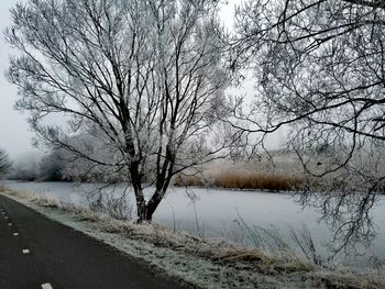 Close-up of bare tree by lake against sky