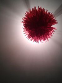 Close-up of red flower