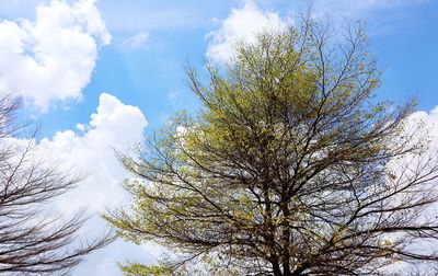 Low angle view of tree against sky