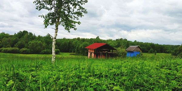 Scenic view of agricultural field against sky