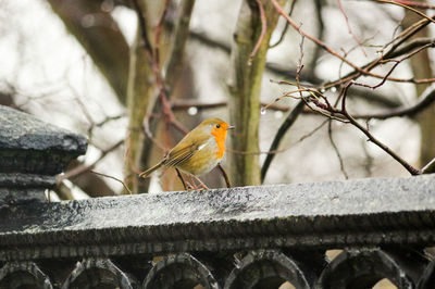 Close-up of bird perching on branch