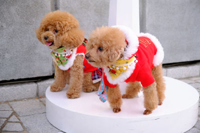 Two dogs stand on the lamp stand.