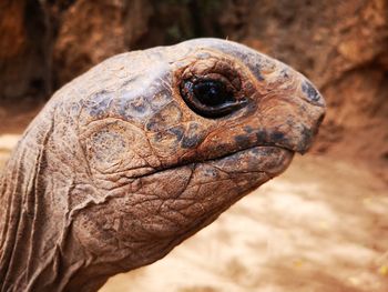 Close-up of turtle