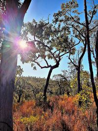 Low angle view of trees in forest against sky