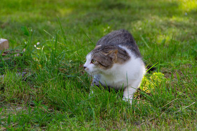 Cat looking away on field