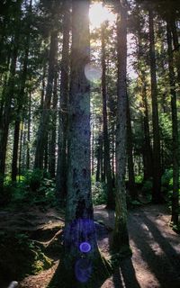 Trees in forest