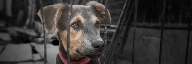 Dog in animal shelter waiting for adoption. dog behind the fences. dog in animal shelter cage.