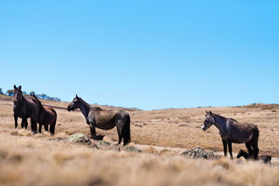 Horses on a field