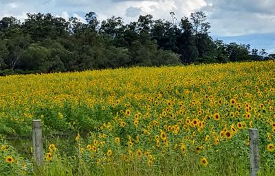 Scenic view of flowering field against yellow flowers