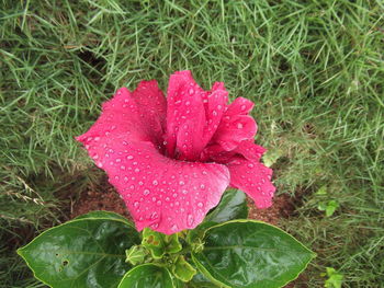 Close-up of wet flower blooming on field