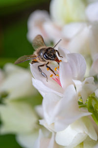 Close-up of bee on flower