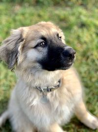 Close-up of puppy looking away