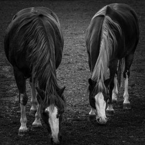 Horses grazing in a field