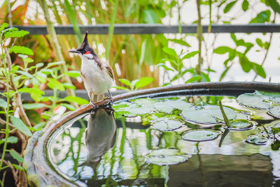 Close-up of bird red-whiskered bulbul