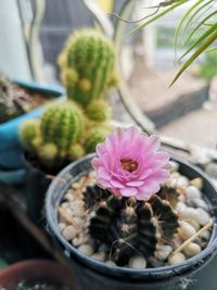 High angle view of potted plant