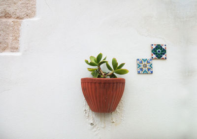 Potted plant against wall