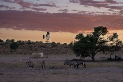 Scenic view of field against sky during sunset