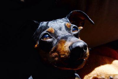 Close-up portrait of a dog looking away