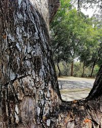 Trees growing in forest