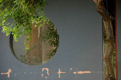 Close-up of plant against building