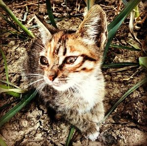 Close-up portrait of cat sitting outdoors