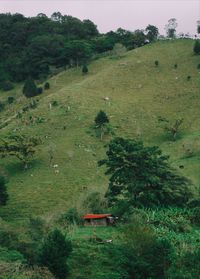 Scenic view of agricultural field