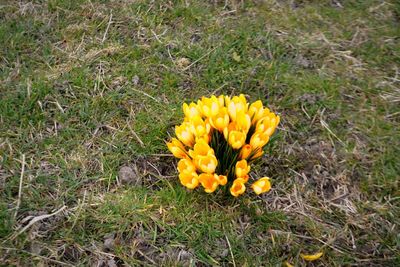 Close-up of yellow flower on field