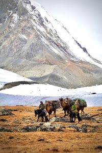 Horses on field against mountain