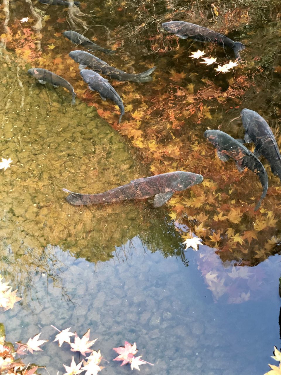 HIGH ANGLE VIEW OF FISH IN WATER