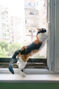 Cat on window sill