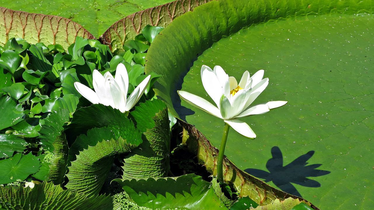 CLOSE-UP OF LOTUS WATER LILY IN GREEN PLANT
