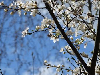 Low angle view of cherry blossoms in spring