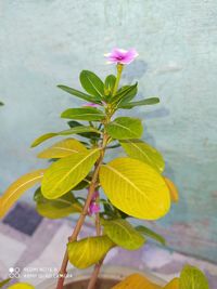 Close-up of pink flowering plant