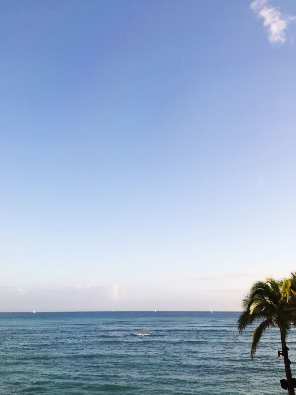 sea, horizon over water, water, tranquil scene, tranquility, scenics, beauty in nature, clear sky, copy space, blue, beach, nature, palm tree, idyllic, tree, sky, seascape, waterfront, shore, ocean