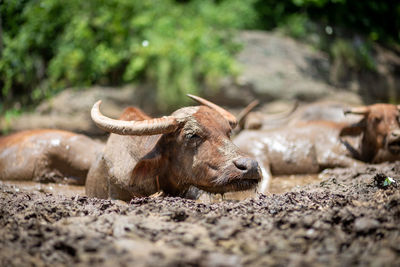 Buffalo standing on field