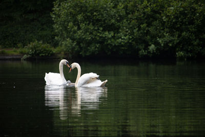 Affectionate family of swans swimming in calm green lake. mute swan cygnets, cygnus olor 