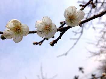 Close-up of cherry blossom growing on tree against sky