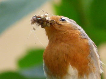 Close-up of bird