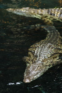 Close-up of turtle in water