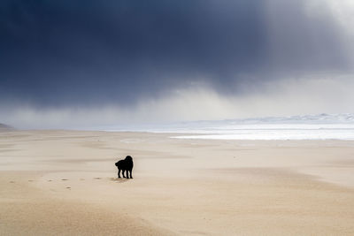 Scenic view of dog on beach