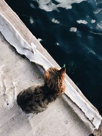 High angle view of horse in water