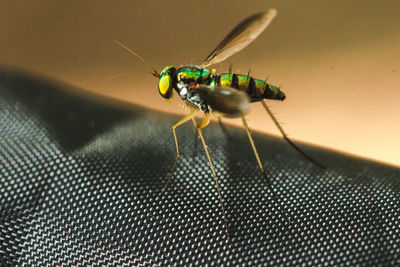 Macro shot of fly