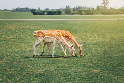 Group of young fallow deer eating grass on summer outdoor. herd animals dama dama 