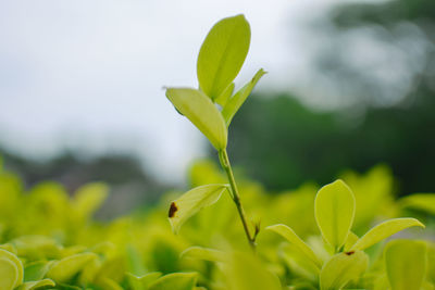 Close-up of plant against blurred background