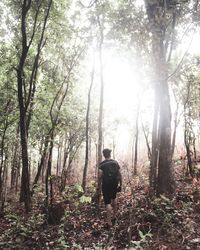 Rear view of man walking in forest